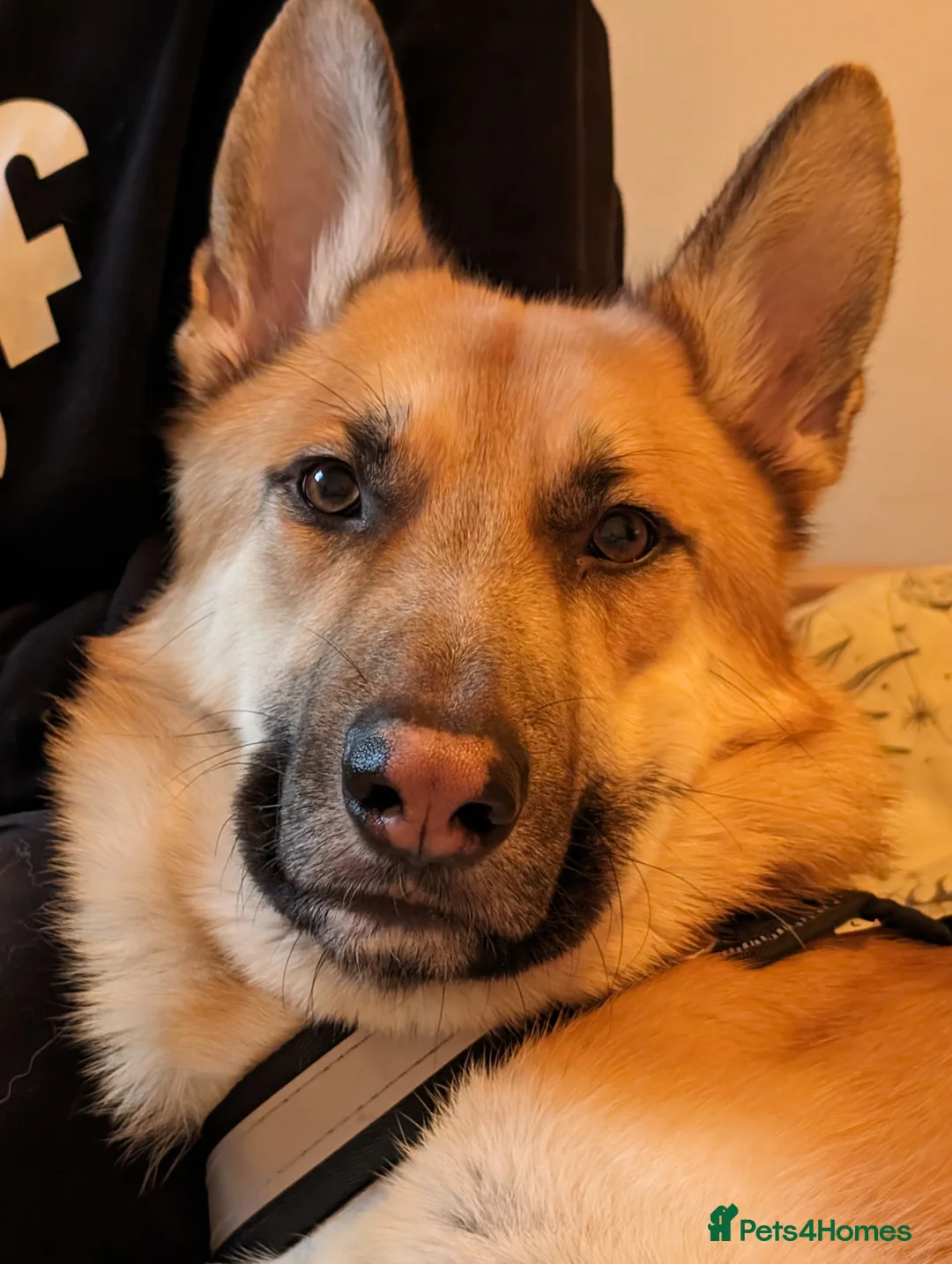 Mixed Breed dogs for sale: German Shepherd  - Advert 1