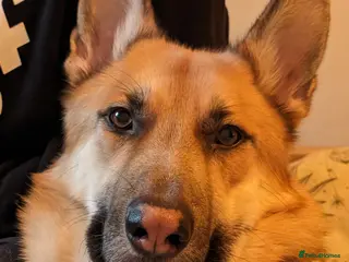 Mixed Breed dogs German Shepherd - Advert 1