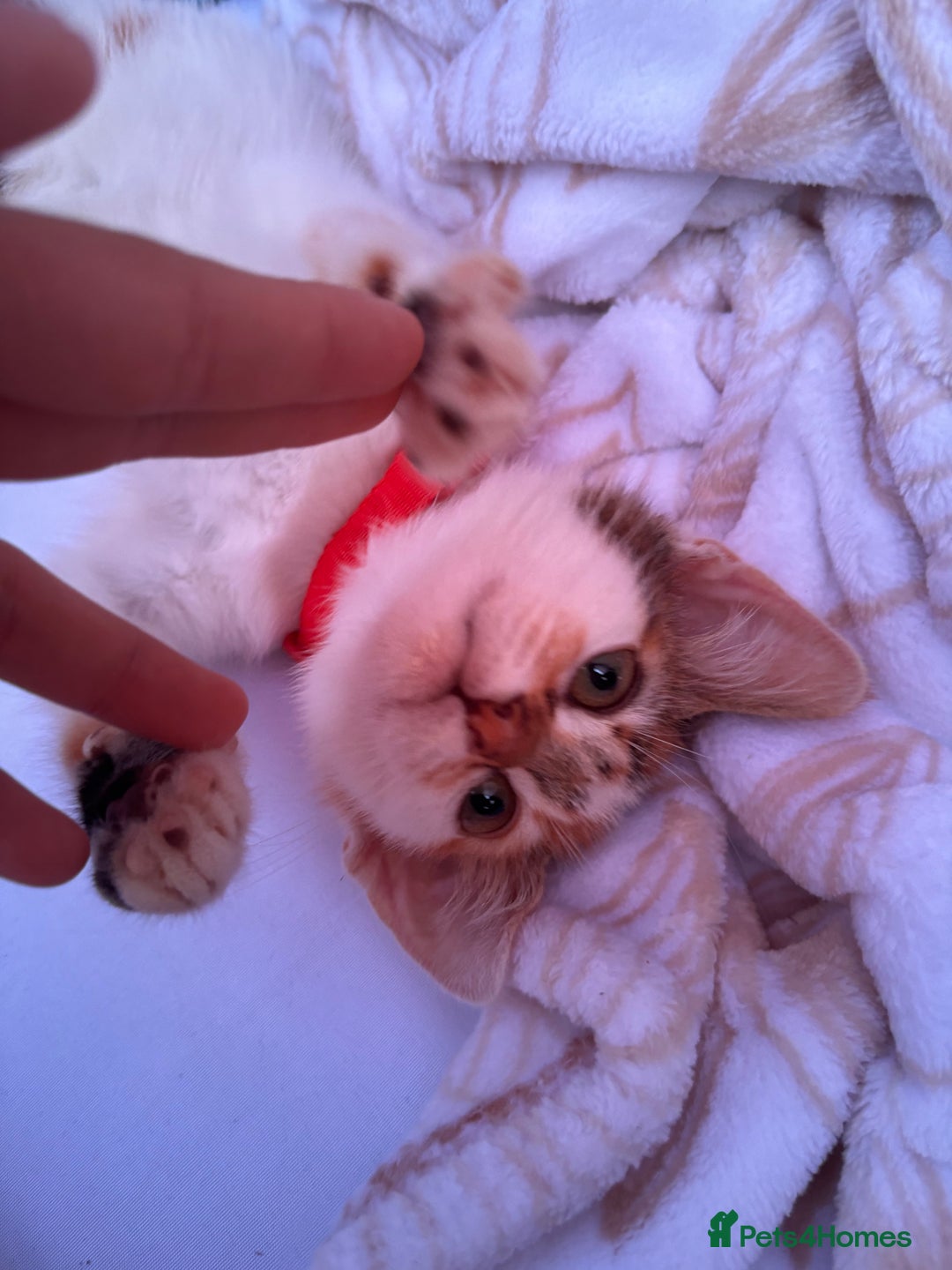 Mixed Breed cats for sale: Kitten for sale - Image 3