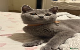 British Shorthair cats for sale: British Shorthair Kittens(1boy and 1girl leftonly) - Image 22