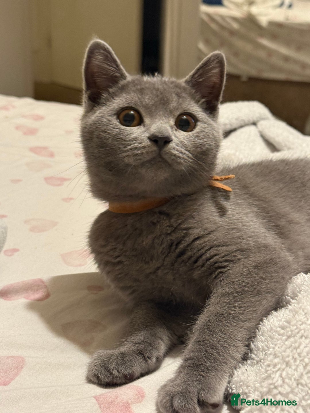 British Shorthair cats for sale: British Shorthair Kittens(1boy and 1girl leftonly) - Image 22