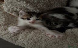 Mixed Breed cats for sale: 5 wee kittens needing homes. - Image 8