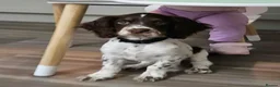 English Springer Spaniel dogs for sale: English Springer Spaniel in Wakefield - Advert 4