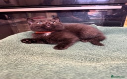 British Shorthair cats for sale: BRITISH BLUE X KITTENS - Image 6