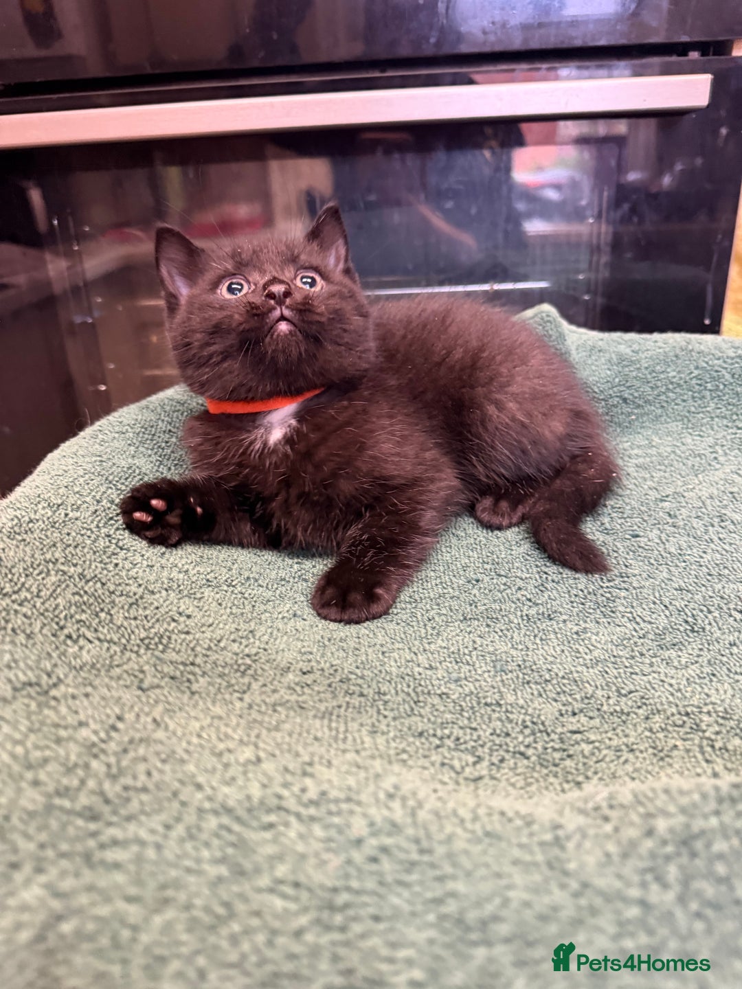 British Shorthair cats for sale: BRITISH BLUE X KITTENS - Image 6