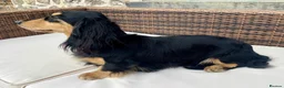 Miniature Dachshund dogs for stud: KC Reg Longhair Dachshunds For Stud - Advert 10