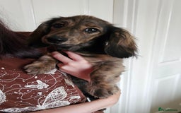 Miniature Dachshund dogs for sale: 5 month old KC cream brindle girl - Image 6