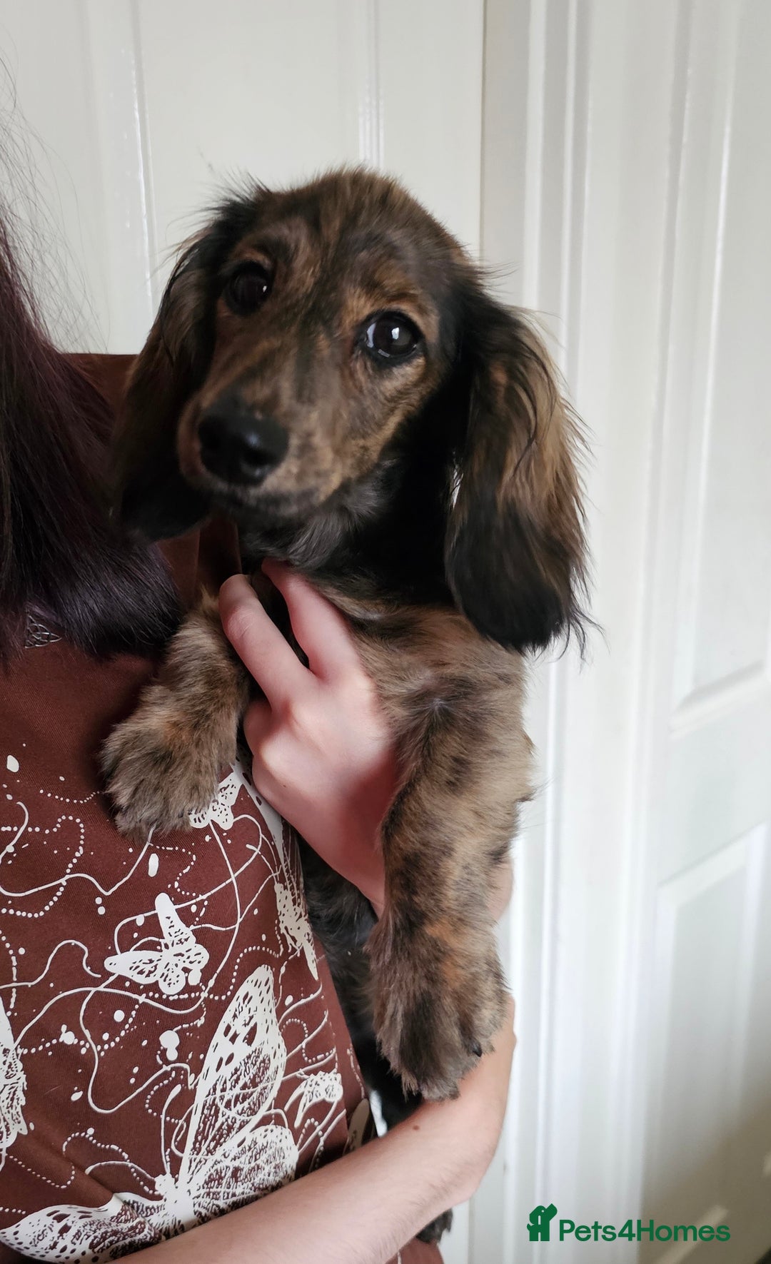 Miniature Dachshund dogs for sale: 5 month old KC cream brindle girl - Image 6