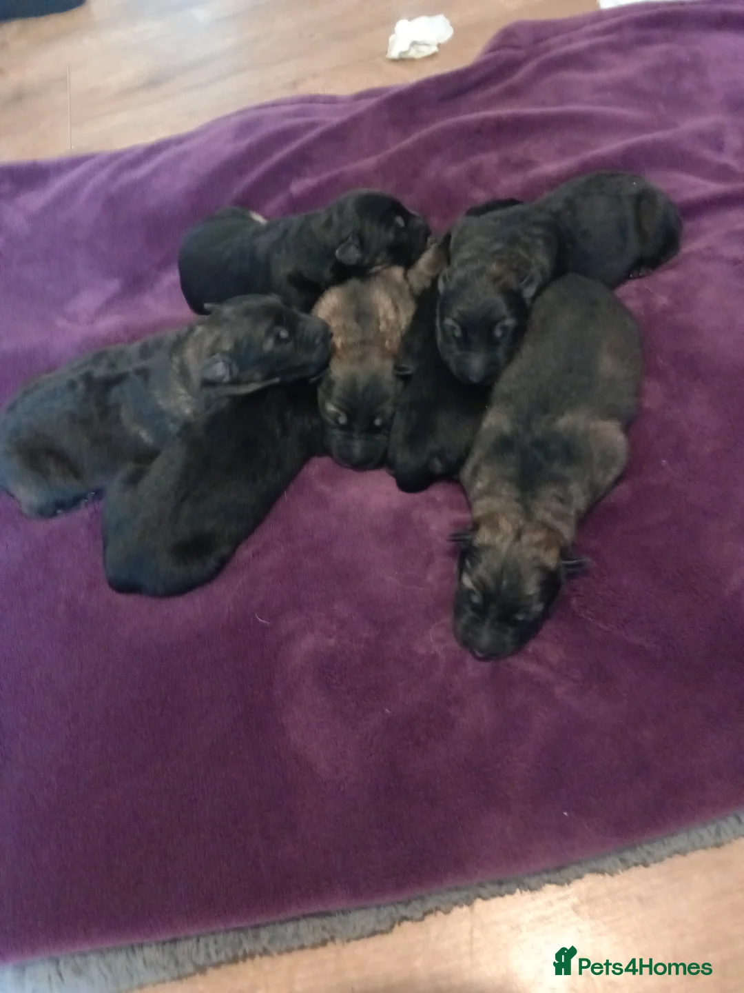 German Shepherd dogs for sale: German shepard puppies  - Advert 2