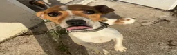 Jack Russell dogs for sale: Jack Russell puppies  - Advert 2