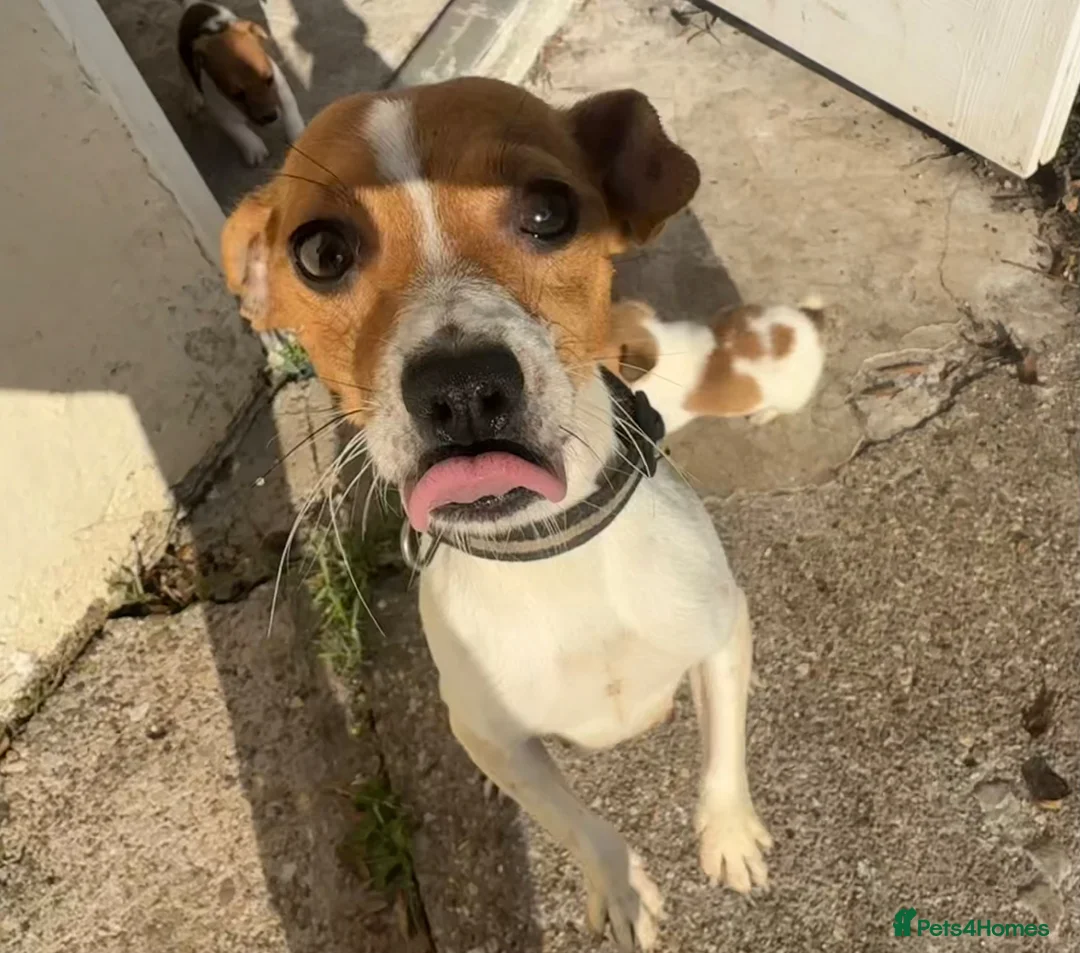 Jack Russell dogs for sale: Jack Russell puppies  - Advert 2