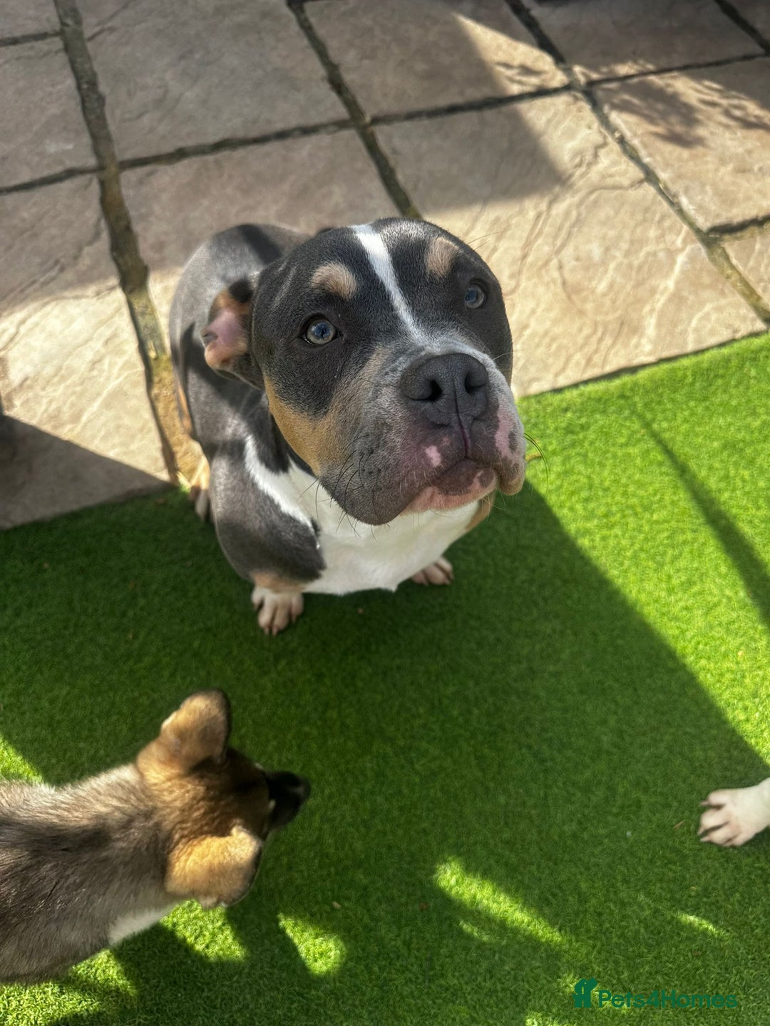 Mixed Breed dogs for sale: Milo staff x French bulldog - Image 6