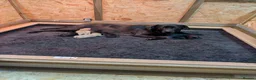 Labrador Retriever dogs for sale: 🐾 Labrador Pups 🐾 - Advert 23