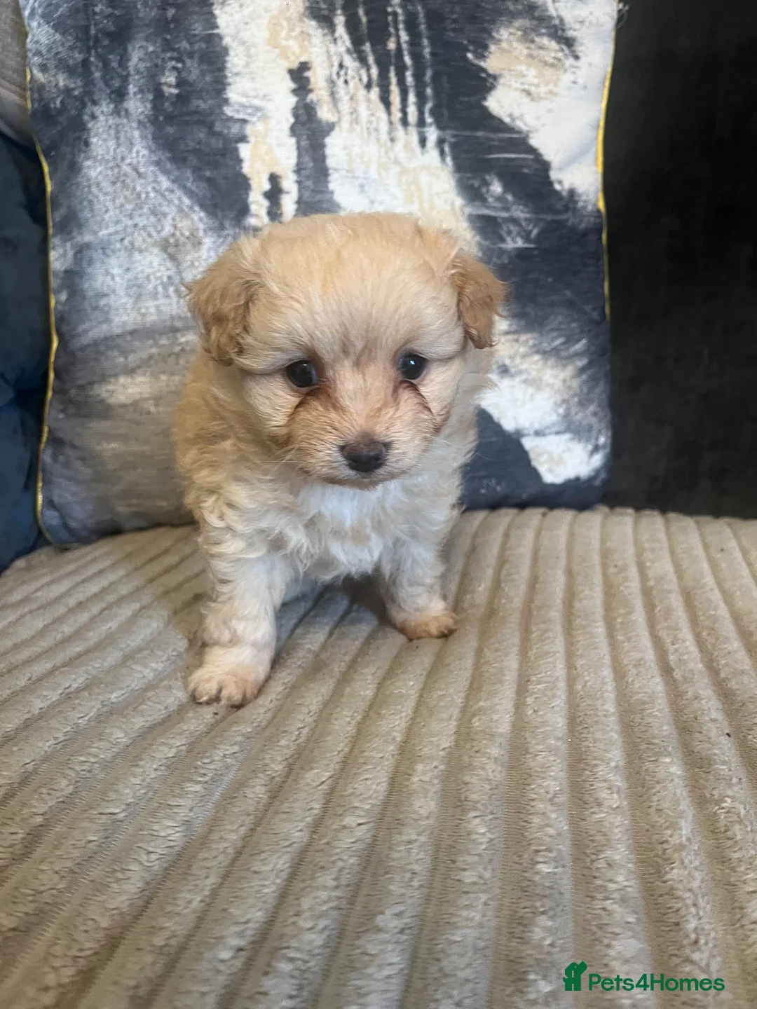Pomapoo dogs for sale: Stunning pomapoo puppys  - Advert 14