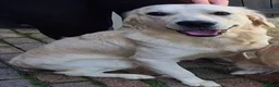 Golden Retriever dogs for sale: Golden retriever puppies in Seaham - Advert 13