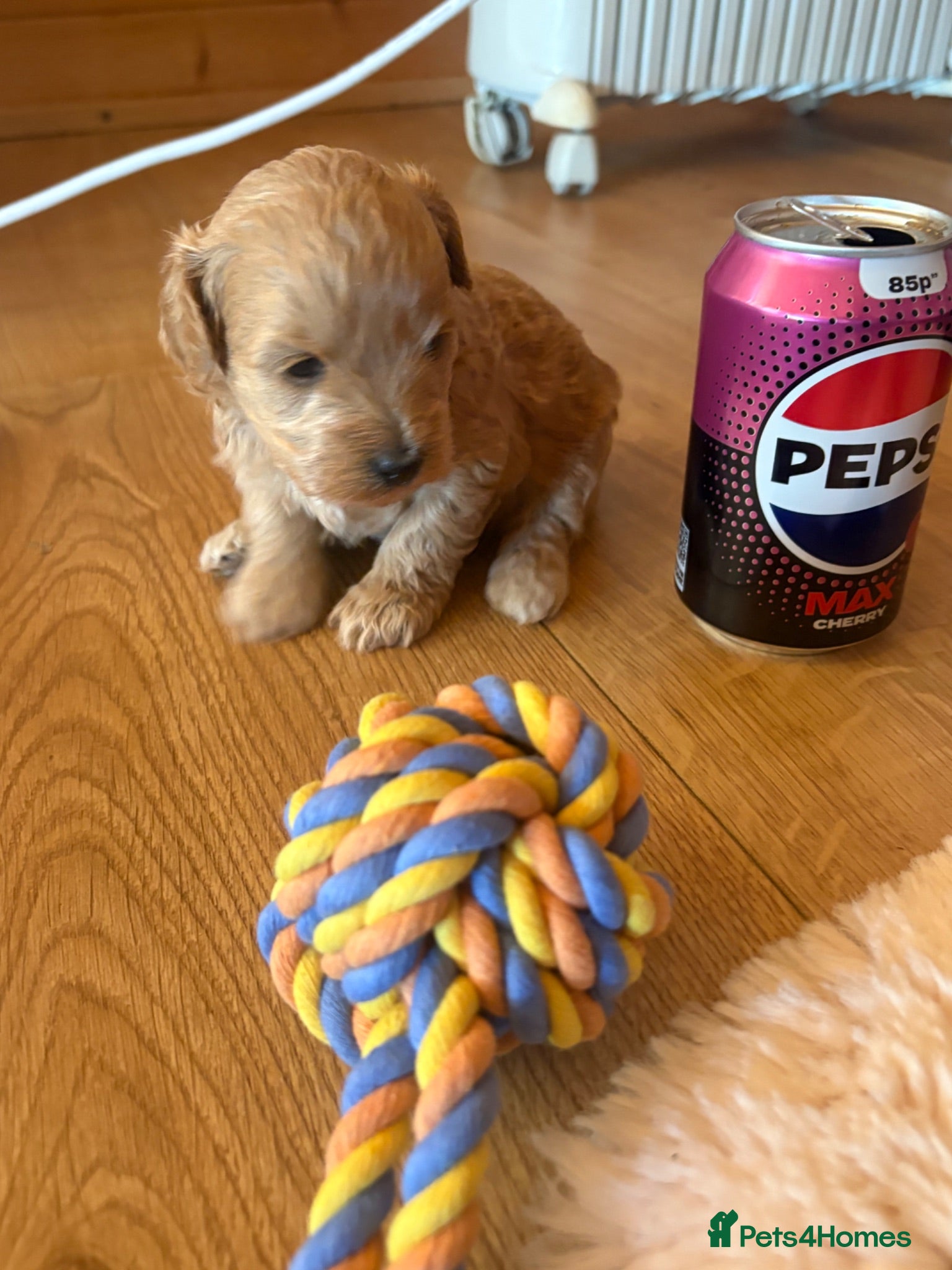 Shihpoo dogs Shihpoo puppies for sale  - Advert 5