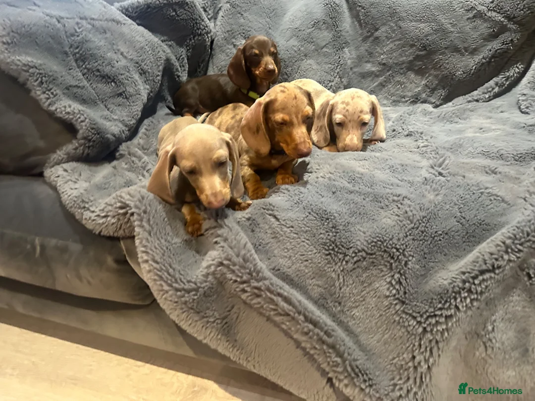 Miniature Dachshund dogs for sale: Pedigree miniature dachshunds ready now - Advert 2