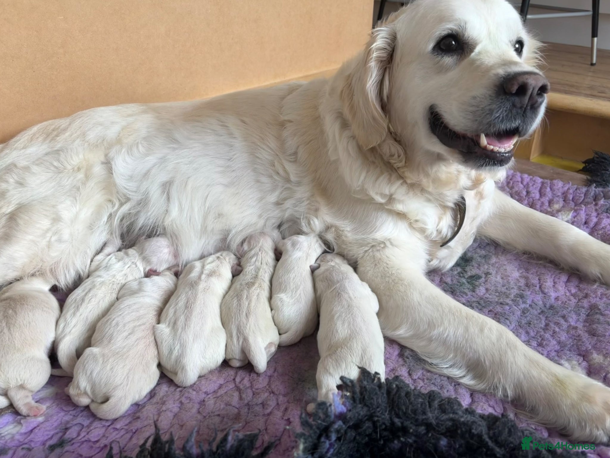 Golden Retriever dogs for sale: Champion line cream golden retriever puppies - Advert 3