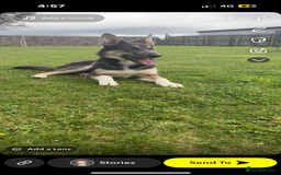 Mixed Breed dogs for sale: 9 month old blue gsd x collie  - Image 2