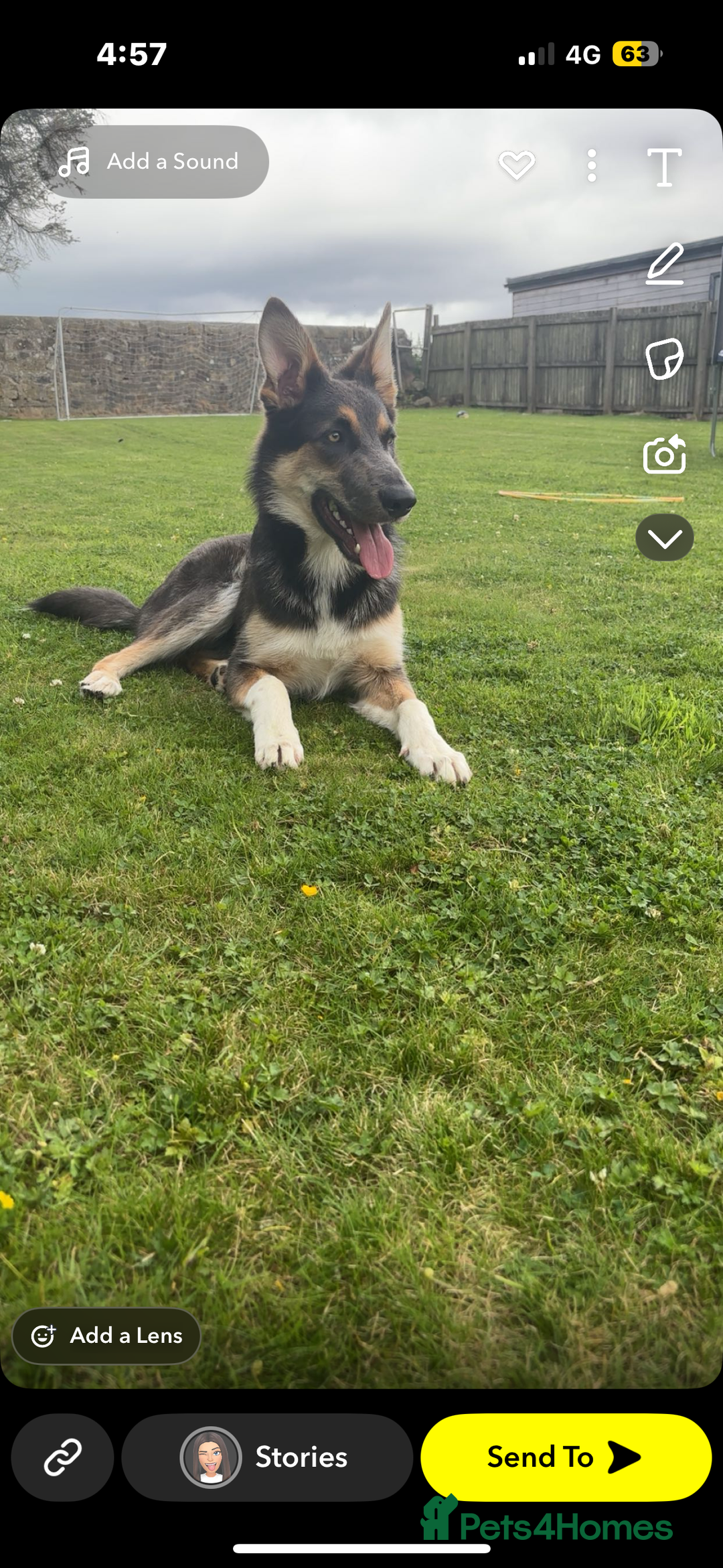 Mixed Breed dogs for sale: 9 month old blue gsd x collie  - Image 2