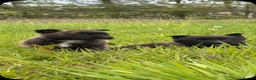 Belgian Shepherd Dog dogs for sale: Mother Dutch herder father Belgian shepherd  - Advert 2