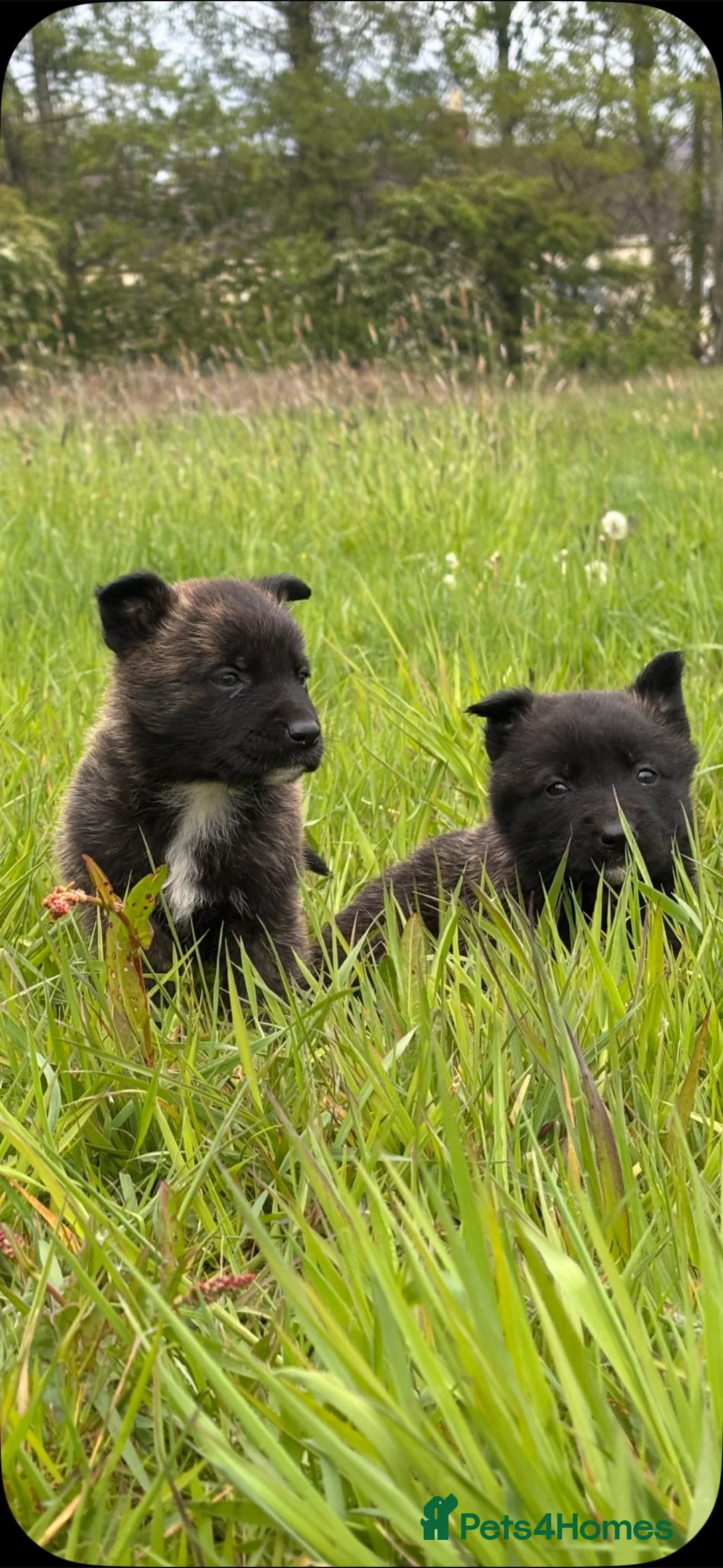 Belgian Shepherd Dog dogs for sale: Mother Dutch herder father Belgian shepherd  - Advert 2