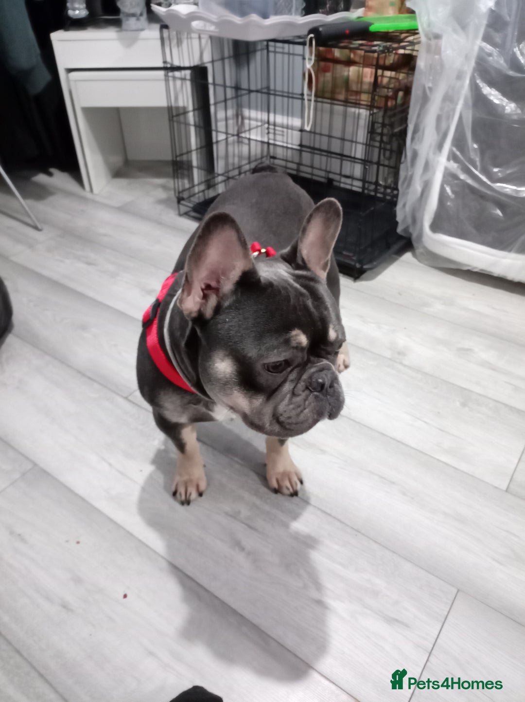 French Bulldog dogs for sale: 1 year old French bull dog for sale - Advert 3