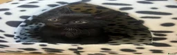 Mixed Breed cats for sale: Male kitten - Advert 9