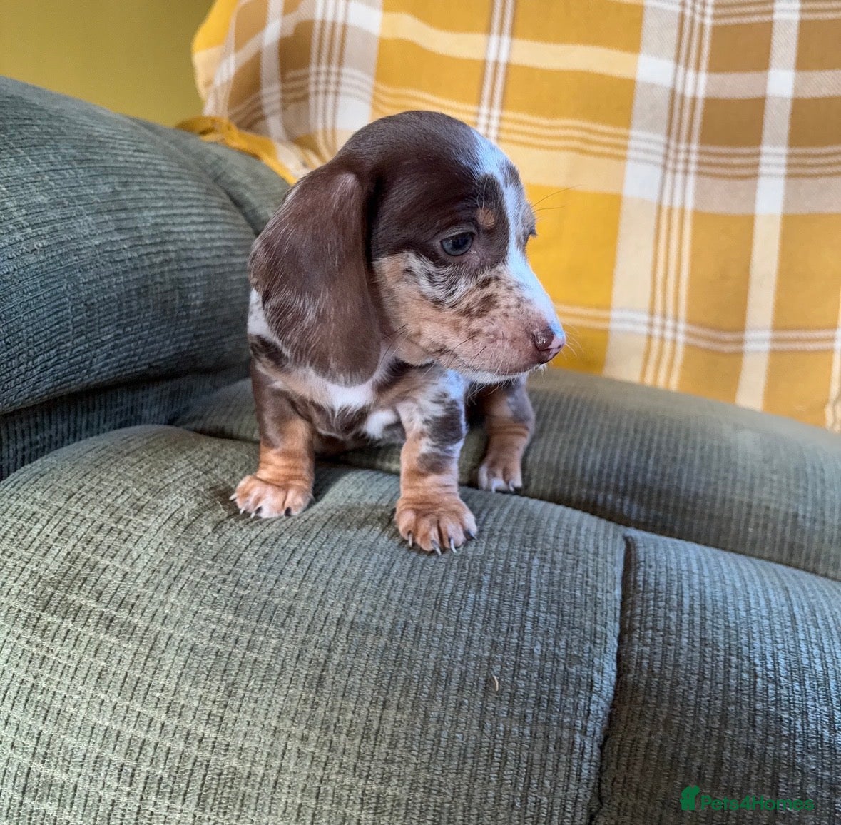 Miniature Dachshund dogs Miniature Dachshunds x3 - Advert 17