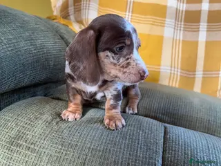 Miniature Dachshund dogs Miniature Dachshunds x3 - Advert 17