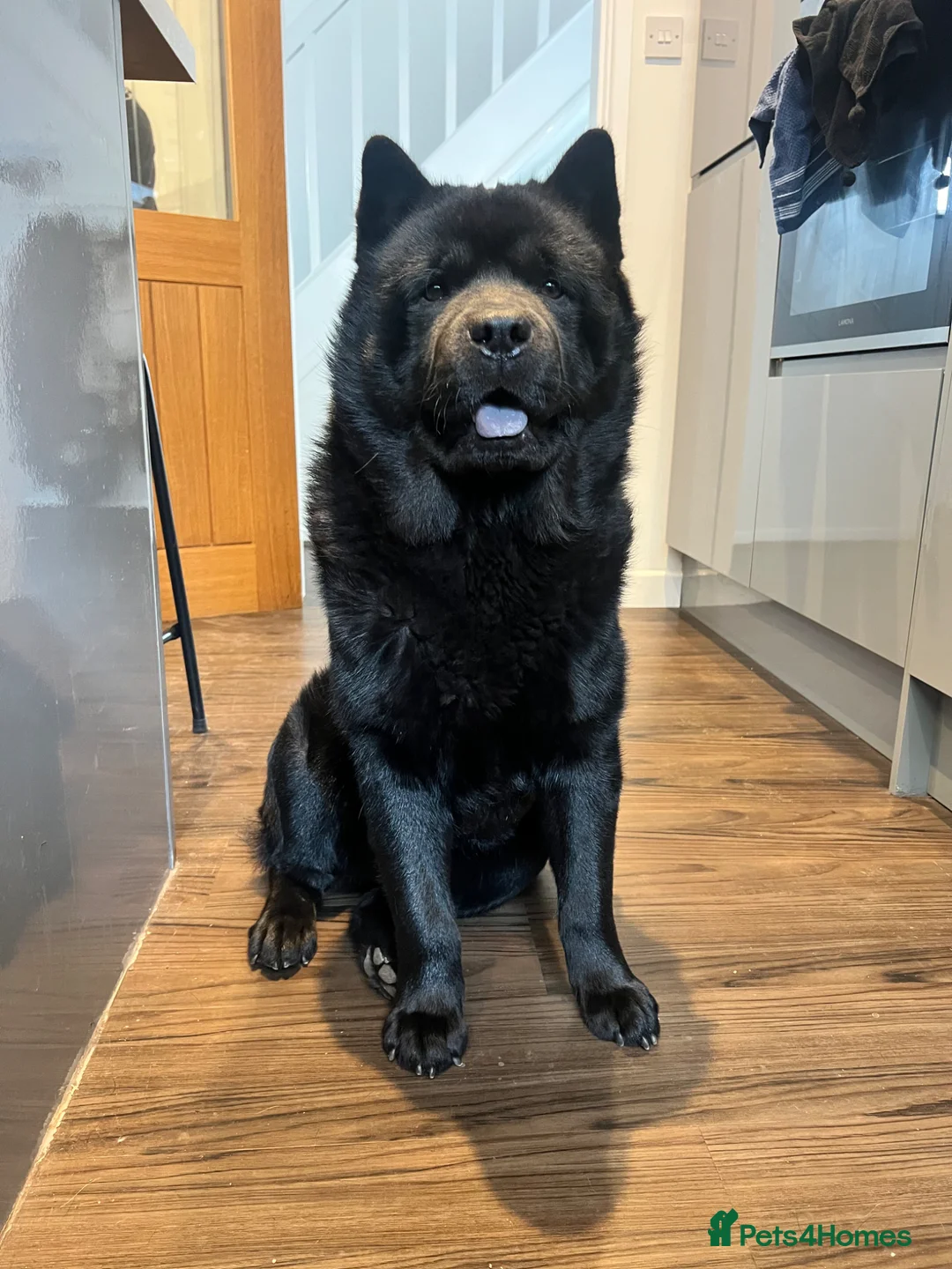Chow Chow dogs for stud: Steve the stud - Advert 2