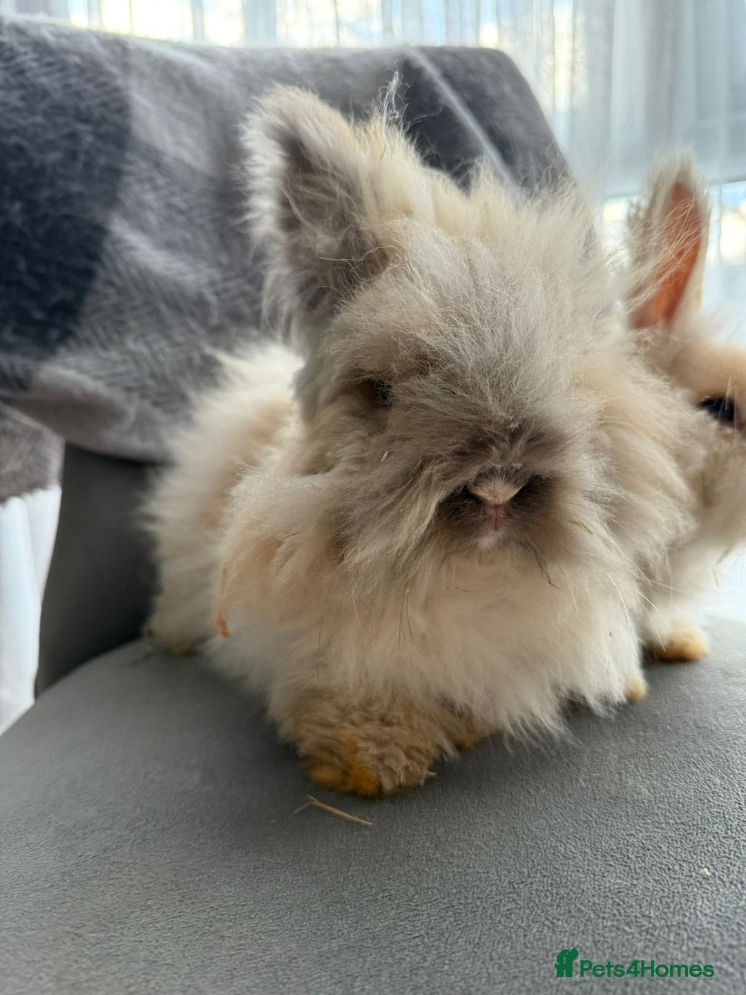 Angora rabbits for sale: English Angora Babies  - Advert 3