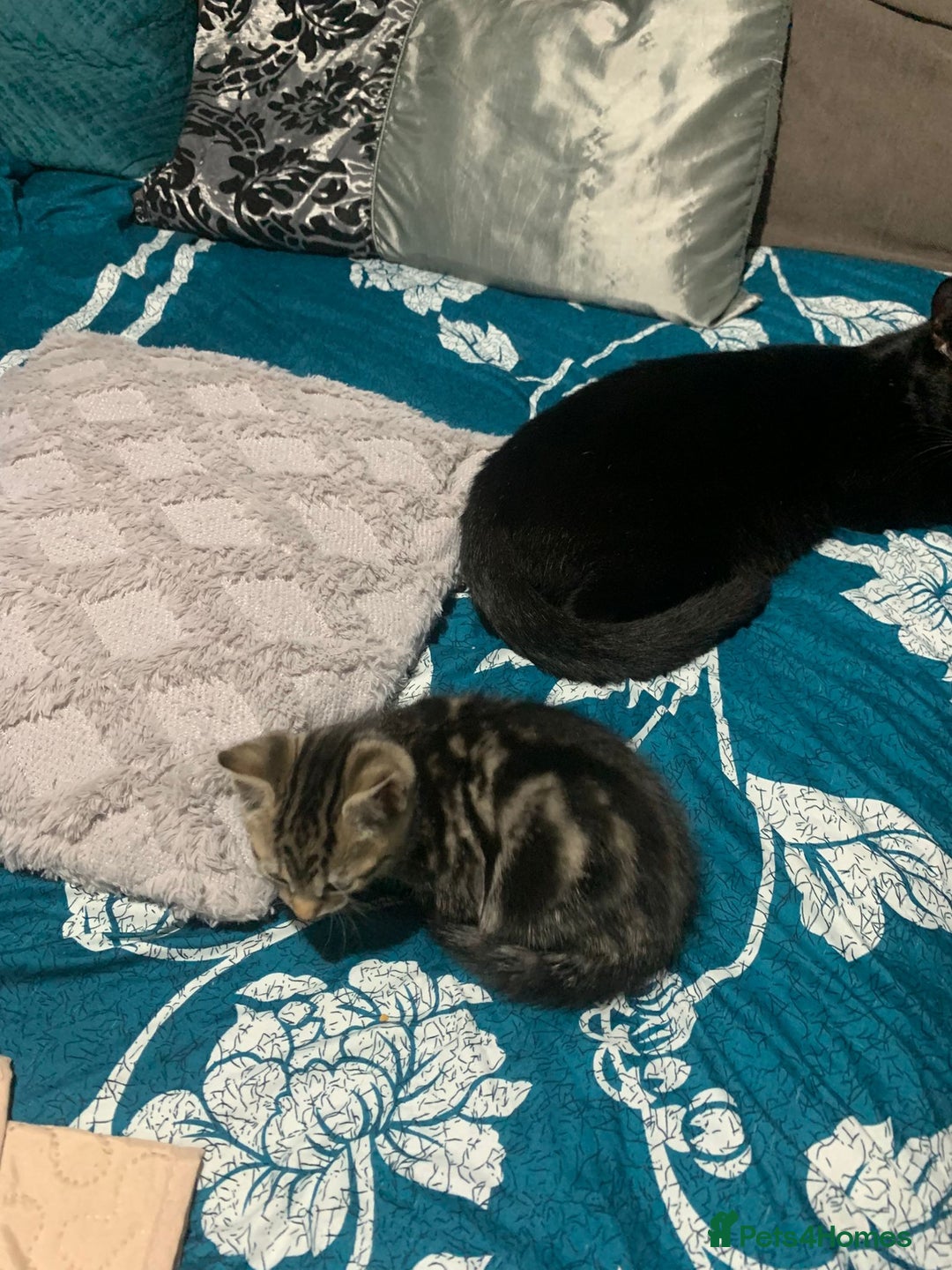 British Shorthair cats for sale: Tabby kitten  - Advert 3