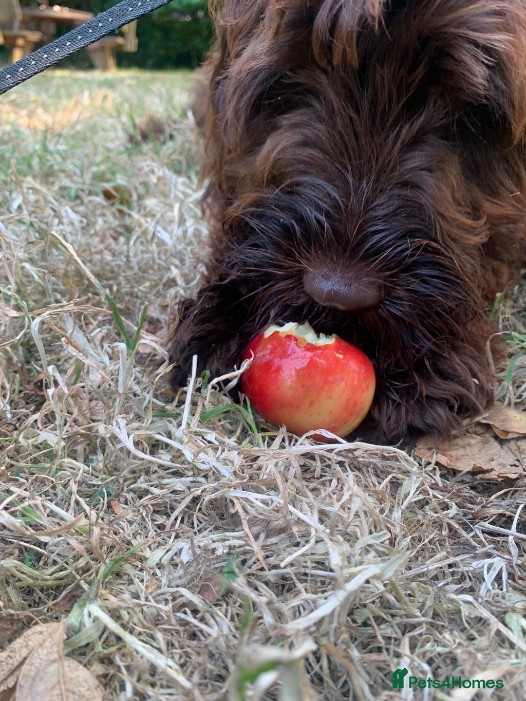 Cockapoo dogs for sale: 1 year old male cockapoo  - Advert 14