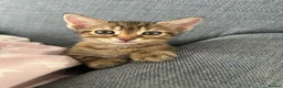 Mixed Breed cats for sale: 🐾 Gorgeous Furry Sphynx Cross Kittens 🐾 - Advert 10