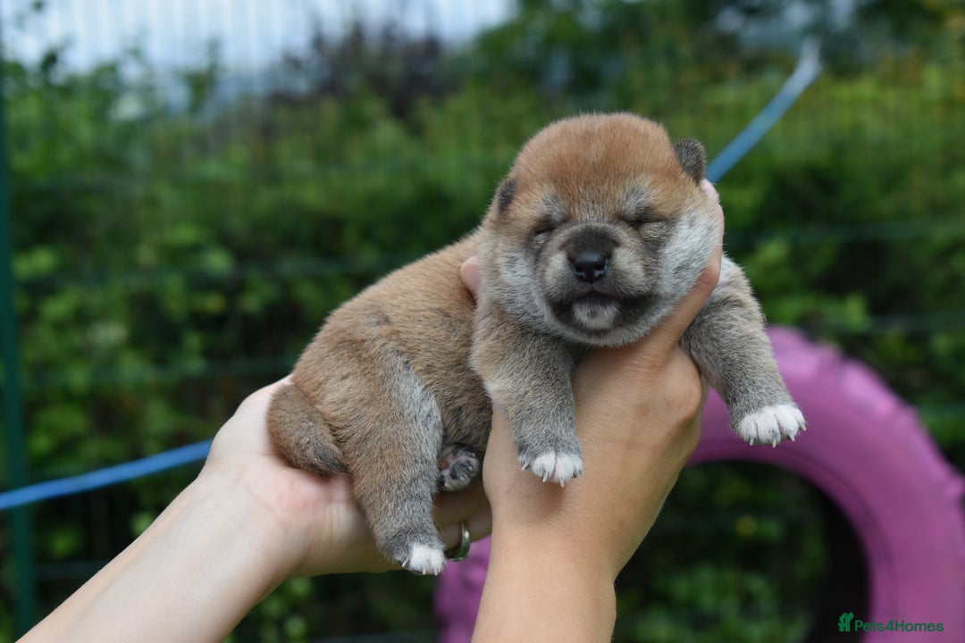 Japanese Shiba Inu dogs for sale: Beautiful Japanese Shiba Inu Puppies - Image 31