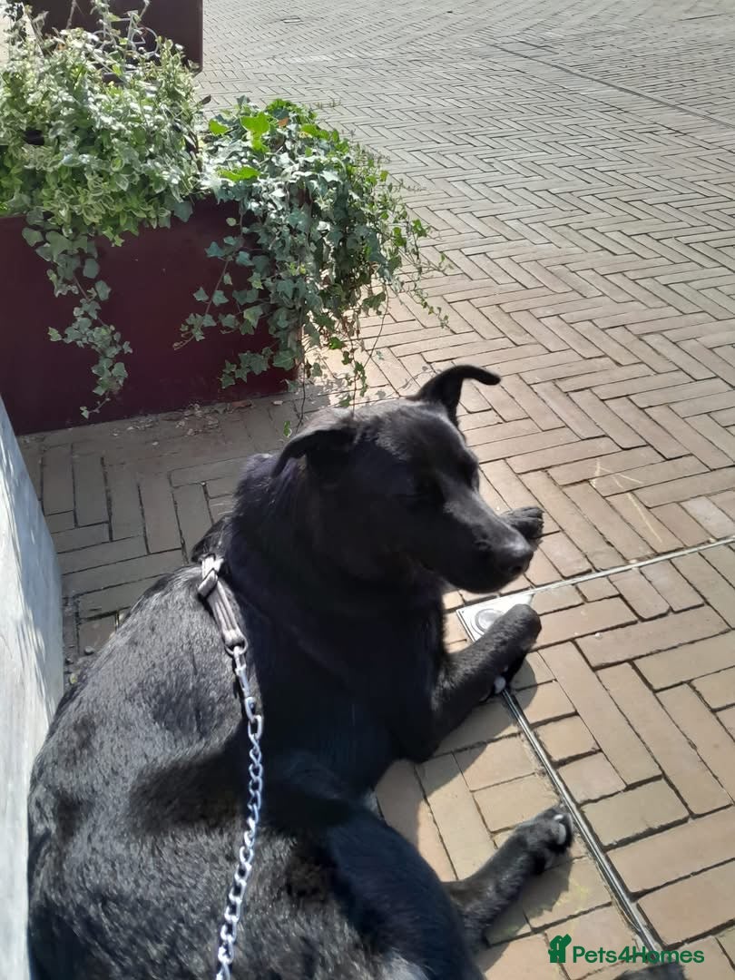 Sheprador dogs Hello my name is Tilly - Advert 1