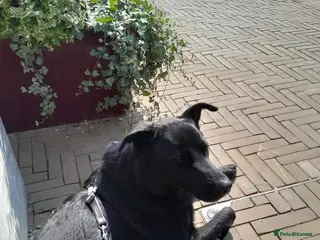 Sheprador dogs Hello my name is Tilly - Advert 1