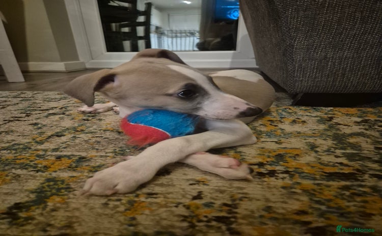 Whippet dogs - Advert 1