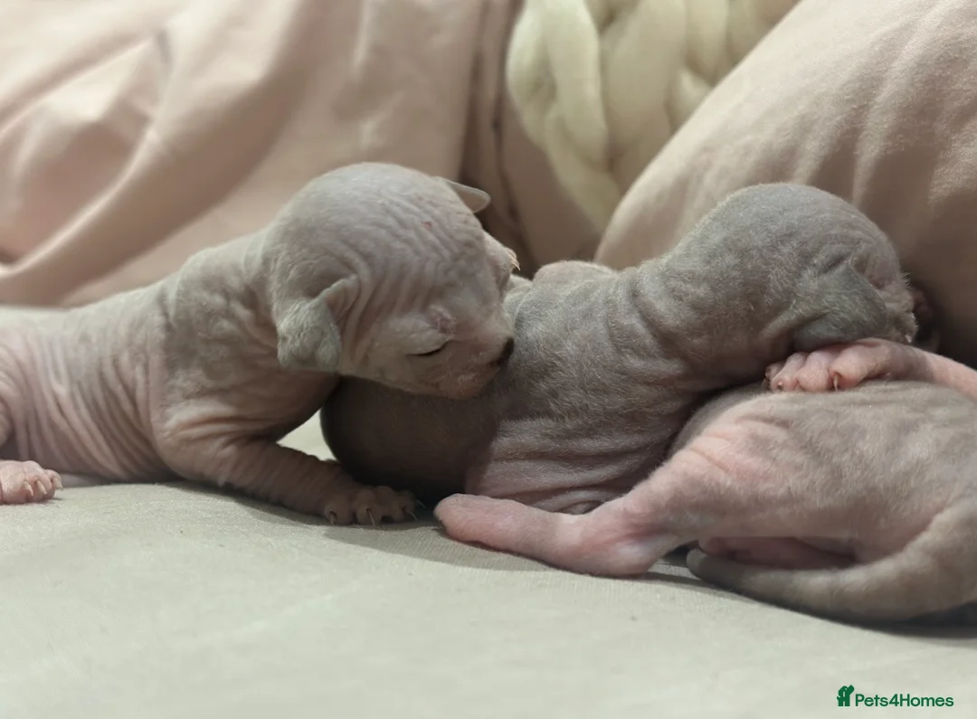 Sphynx cats for sale: Beautiful sphynx kittens from a mum and dad home - Advert 32