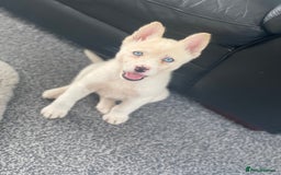 Siberian Husky dogs for sale: Puppy for sale bradford - Image 1