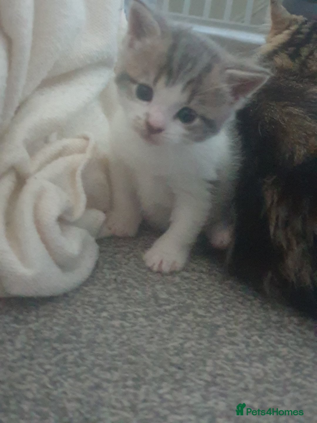 Russian Blue cats for sale: Beautiful male kitten  - Image 5