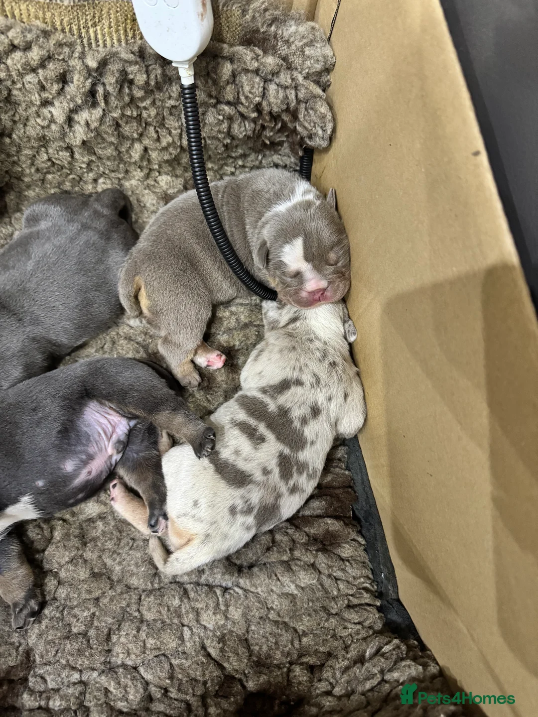 English Bulldog dogs for stud: Proven English Bulldog Stud - Blue Tri Merle in Romford - Advert 26