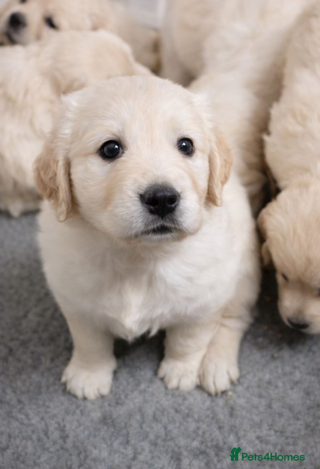 Golden Retriever dogs for sale: Gorgeous KC Registered Golden Retriever Puppies - Advert 7