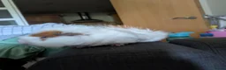 Guinea Pig rodents for sale: Male Guinea pig in Manchester - Advert 3