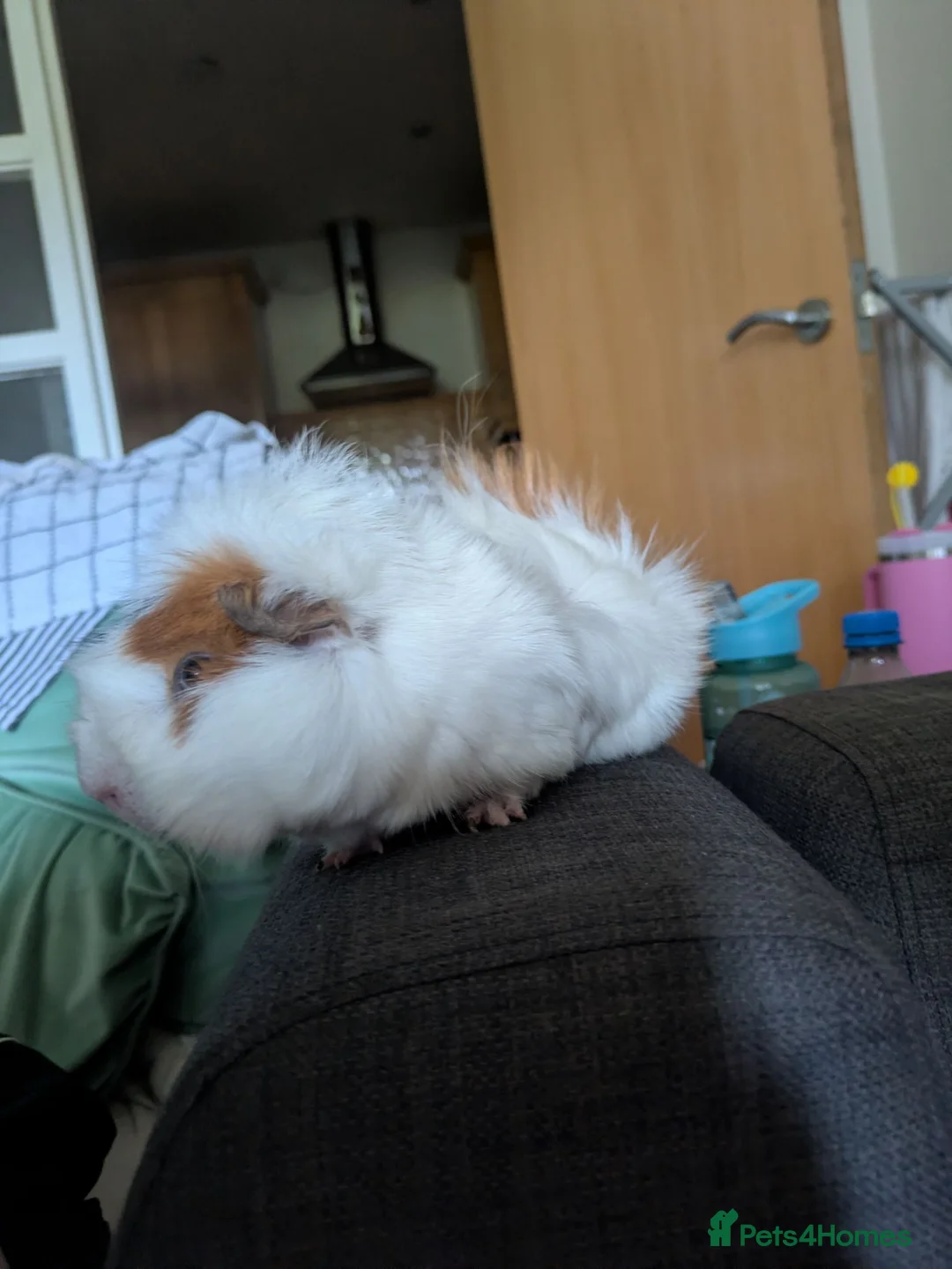 Guinea Pig rodents for sale: Male Guinea pig in Manchester - Advert 3