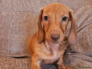 Miniature Dachshund dogs 2 Beautiful Male Dachshund Puppies - Advert 16