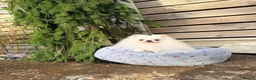 Pomeranian dogs for sale: SUPER TINY WHITE POMERANIAN BOY - Advert 39