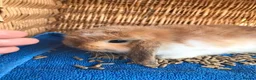 Mini Lop rabbits for sale: Mini lop babies.... - Advert 3