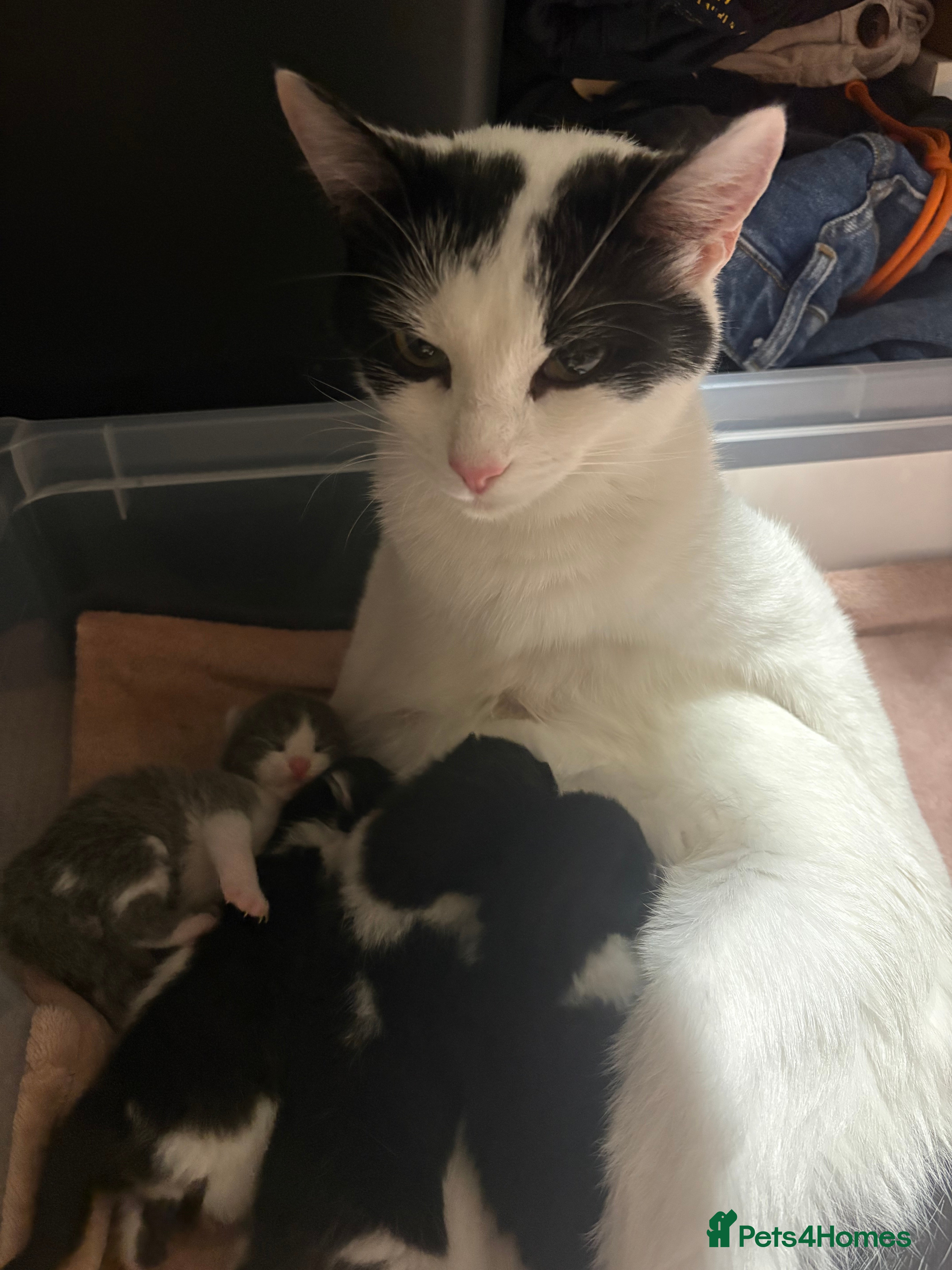 Mixed Breed cats Two kittens left  - Advert 1